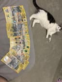 猫本小t 4