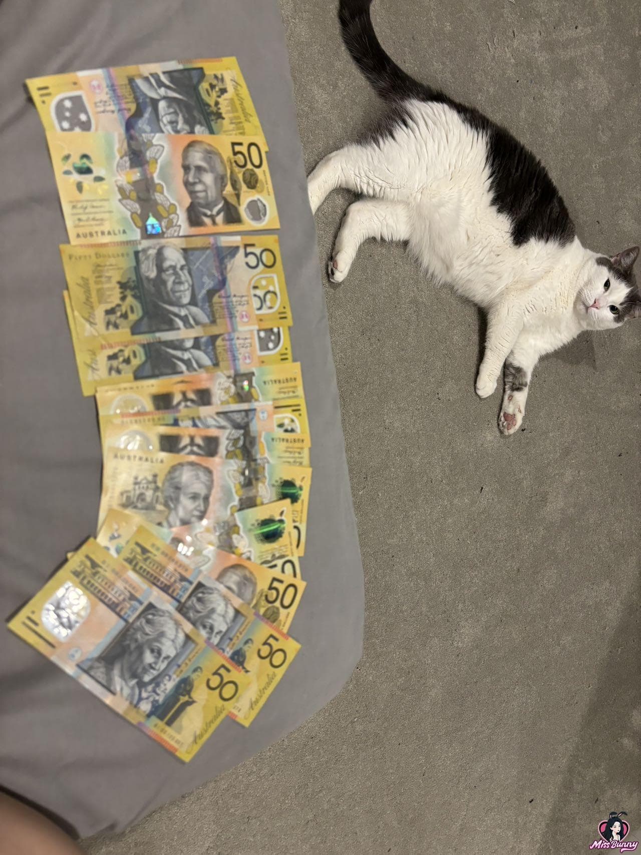 猫本小t 4